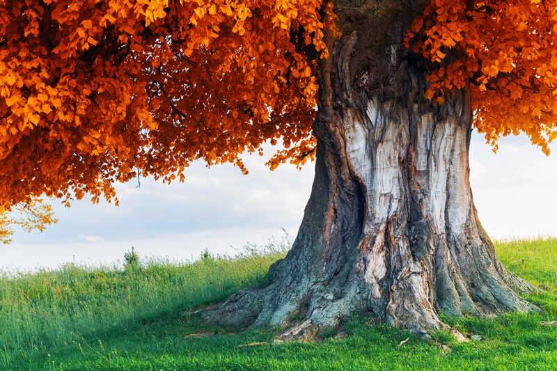 Old linden tree on autumn meadow