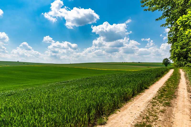 Coutryside road in green fields of agriculture crop at summer da