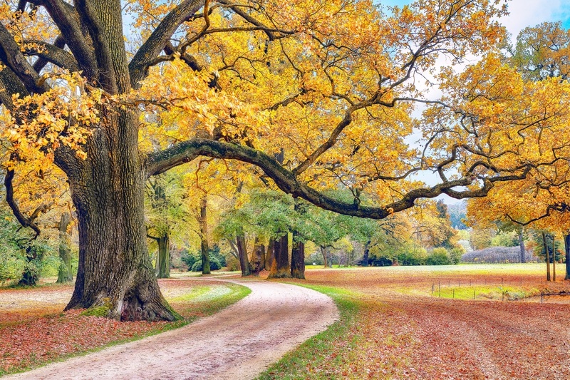 Amazing autumn landscape with old oak trees in Muskau Park. presseagentur-graz-oesterreich